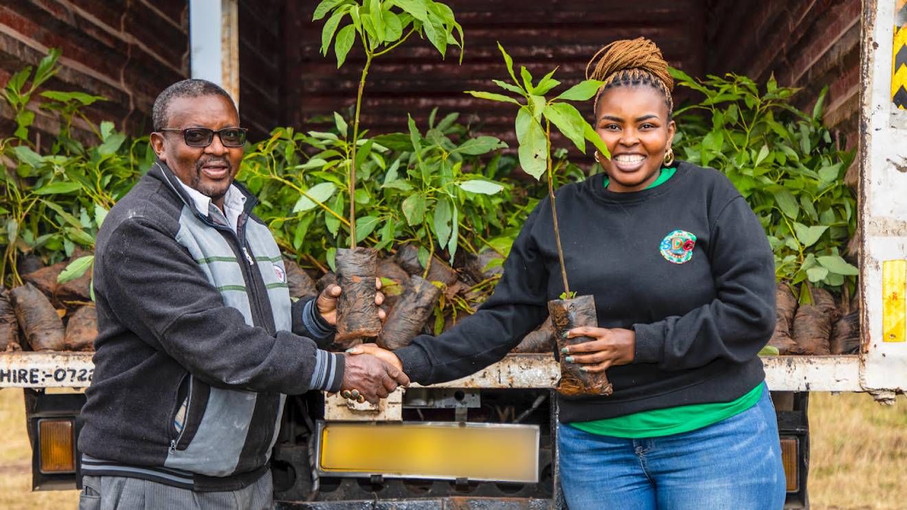 Ephantus Gitahi, the Headteacher, Kimuru Primary School receives seedlings from Brenda Lomosi from Safaricom's Sustainability Team during a tree planting exercise under Safaricom's School Regreening Programme. PHOTO/COURTESY